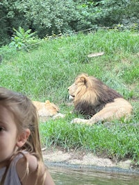 a girl is looking at lions in a zoo