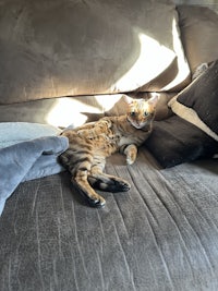 a cat laying on a couch