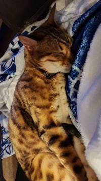 a bengal cat sleeping on a blanket