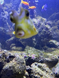 a fish swimming in an aquarium