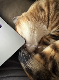 a cat sleeping on top of a laptop