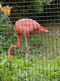 a flamingo in a cage