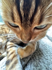 a close up of a bengal cat laying on a couch