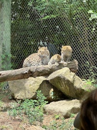 three leopards sitting on a log in a zoo enclosure